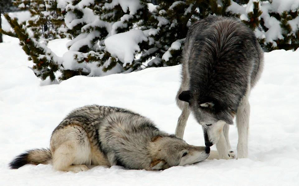 lov you try to help yew