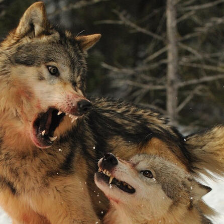 HATE YEW TRY TO KILL YEW
